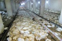 قطع برق و گرما عامل تلف شدن ۸۵۰۰ قطعه مرغ در گناباد 