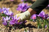 سرقت سوئیسی گونه‌های زعفران ایران