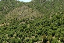 آیا جنگل‌های بلوط که در پروژه آزاد راه شیراز-اصفهان احیا می شود؟ + فیلم