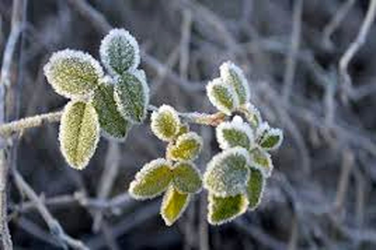 هشدار نارنجی هواشناسی خوزستان نسبت به کاهش دما و یخ زدگی سطح زمین