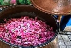 جشنواره گلاب‌گیری ، تلفیقی از سنت، کشاورزی مدرن و گردشگری بوم‌ پایه برگزار می شود