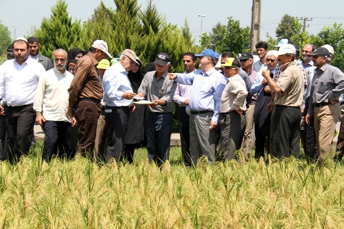 برداشت و تولید بذر مادری برنج پرمحصول گیلانه