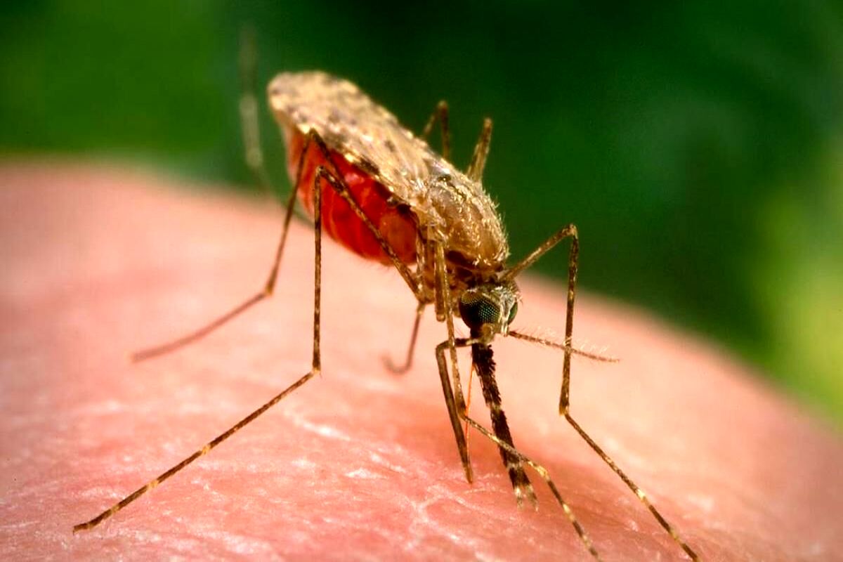 شناسایی بیمار مبتلا به مالاریا در خراسان رضوی