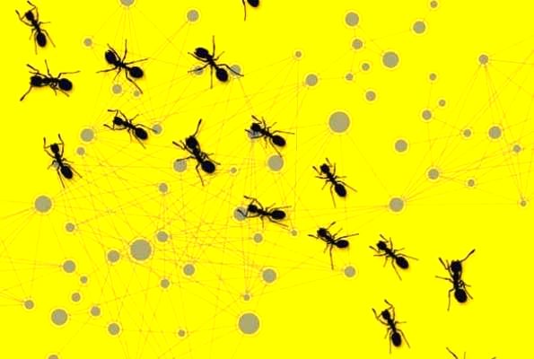 رفتار مورچه ها ما را با عملکرد شبکه های رایانه ای آشنا می کند