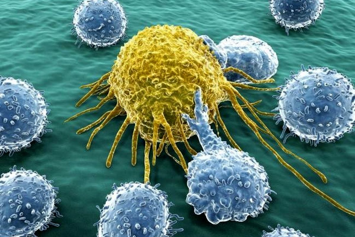 راز زنده ماندن سلول های سرطانی کشف شد