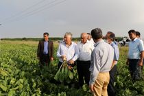 آخرین وضعیت اراضی نگین کشاورزی ایران از زبان مدیرعامل