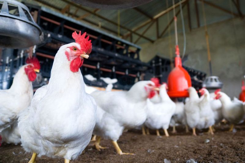 جوجه‌ریزی واحد‌های پرورش مرغ خراسان رضوی، ۳۱ درصد افزایش داشته است