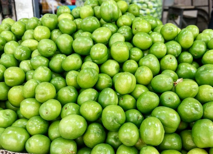 پیش بینی برداشت ۱۱۰۰ تن گوجه سبز از باغات استان قزوین
