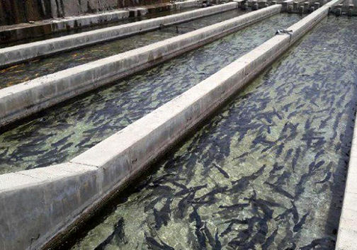 ۳۲۰ تن ماهی قزل آلا در ۱۳ مزرعه فعال شهرستان علی آباد کتول تولید می‌شود
