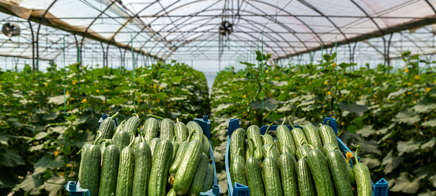 برداشت بیش ۱۵۰ هزار کیلوگرم محصول خیار گلخانه ای در جوین
