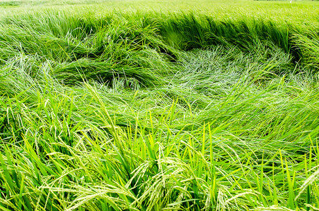 نگرانی برنج کاران گیلانی از بارندگی های مرداد / خوابیدگی برنج در ۱۰ درصد مزارع گیلان