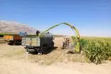برداشت ذرت علوفه‌ای از ۹۰۰ هکتار مزارع شهرستان سرچهان