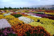جشنواره «گل‌های داوودی» در خرم‌آباد برگزار می‌شود