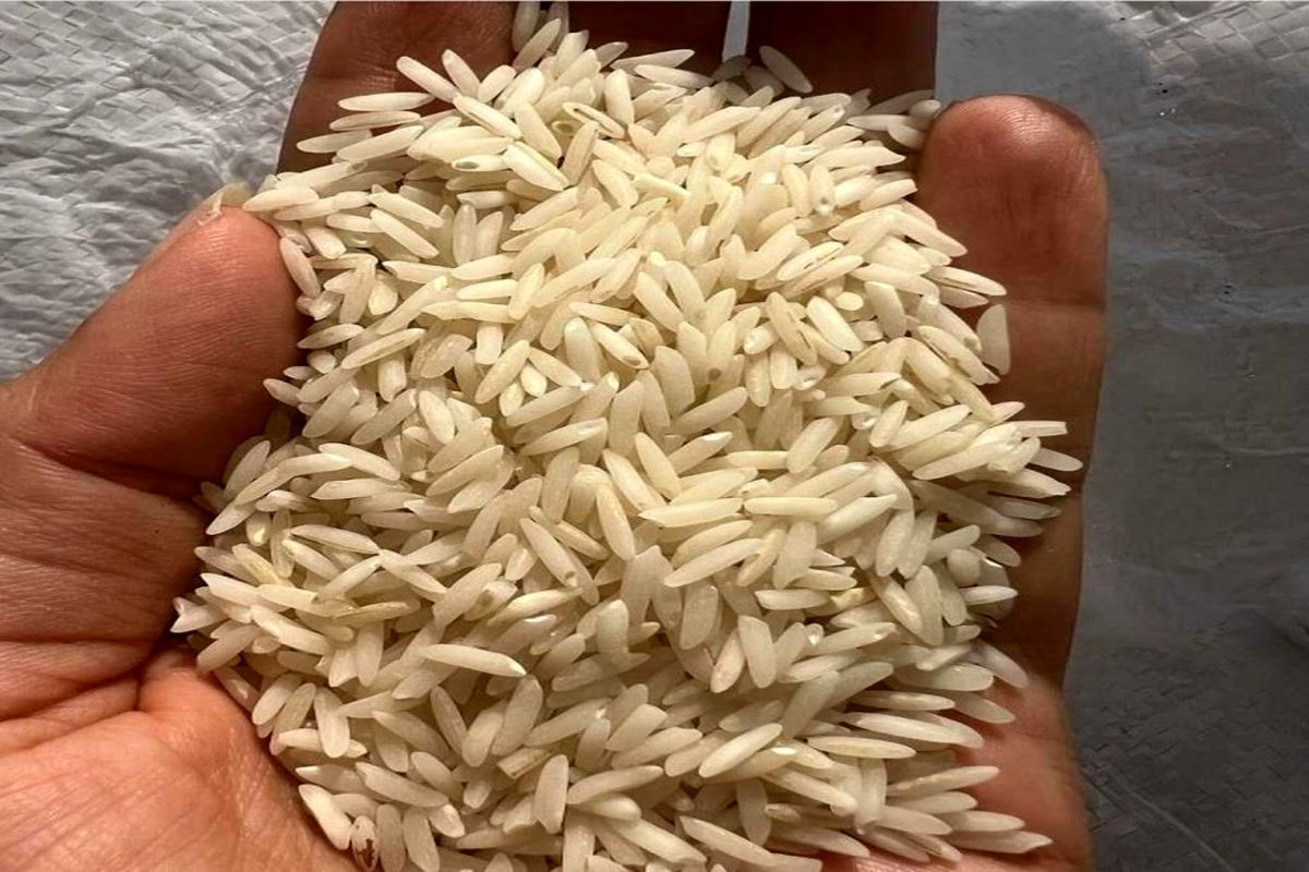 خرید تضمینی برنج محلی گیلان 