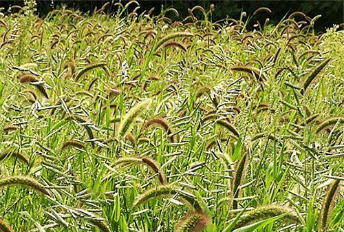 مبارزه با علف های هرز در بیش از 88 هزار هکتار از مزارع گندم و جو در اصفهان