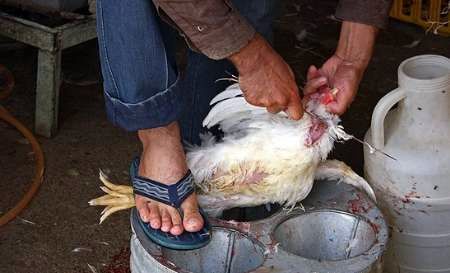 واردات مرغ از عربستان ممنوع شد