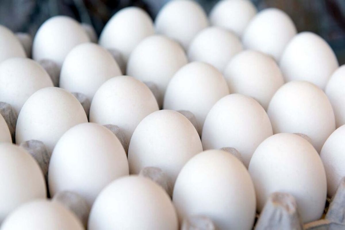هشدار تولید کنندگان تخم مرغ نسبت به افزایش قیمت ها