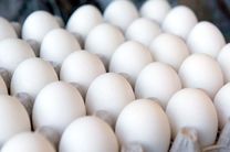 3500 تن تخم مرغ در آمل تولید شد