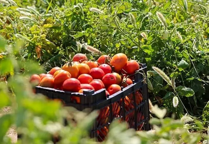 میناب، قطب نخست تولید گوجه‌فرنگی هرمزگان با ۳۸۰ هزار تن محصول