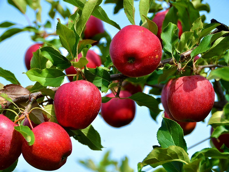 پیش بینی برداشت بیش از 200هزار تن سیب از باغات سمیرم