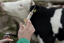 واکسیناسیون رایگان تب برفکی دام‌ها در شهرستان باخرز
