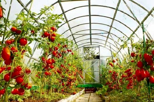 ۲۰ پروژه شاخص کشاورزی در اصفهان افتتاح می شود