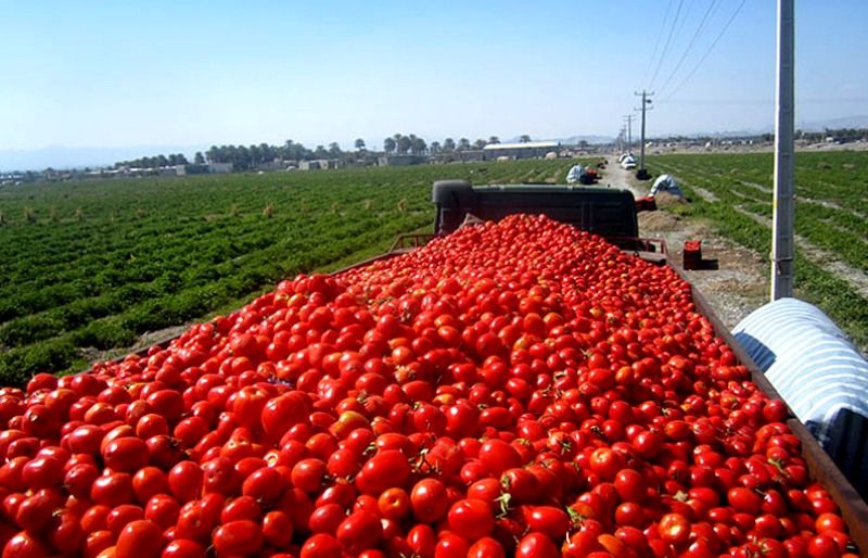 برداشت محصول گوجه فرنگی از مزارع فریمان به پایان رسید