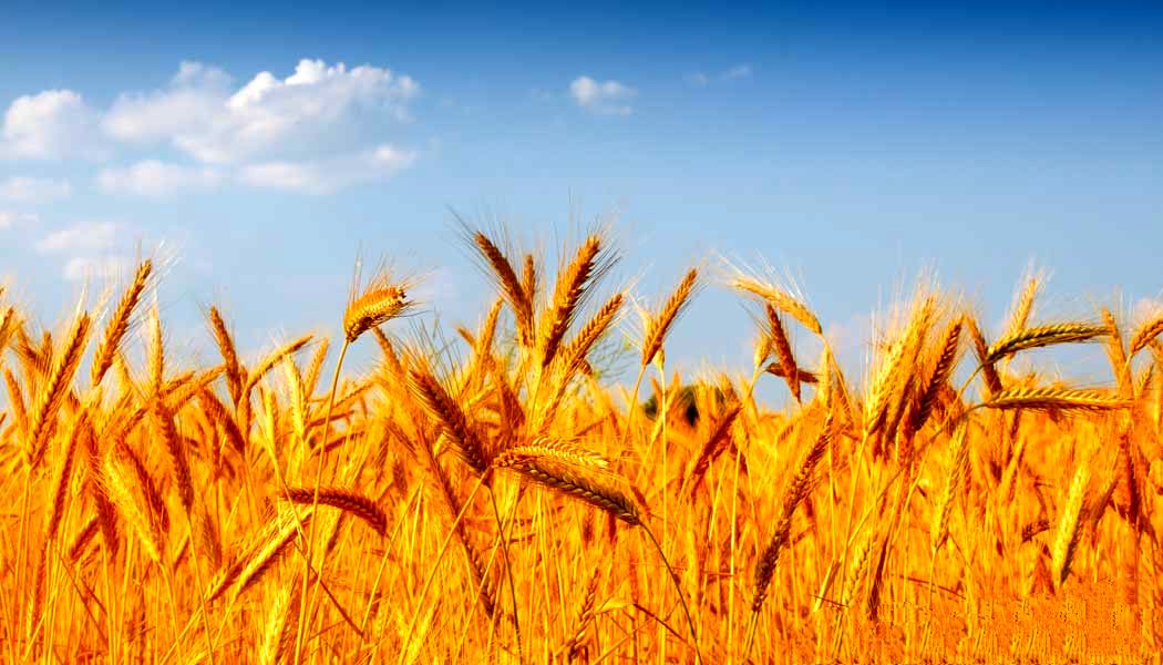 اجرای طرح تولید پایدار گندم برای تامین ۱۳.۵ تن محصول 
