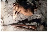 دستگیری ۱۱ شکارچی غیرمجاز در مازندران