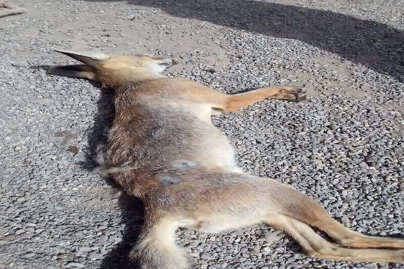 تلاش برای جلب عامل کشتن ۴ قلاده روباه درمرزن آباد مازندران