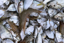 کشف بیش از ۲ هزار کیلوگرم ماهی قاچاق در جزیره قشم 
