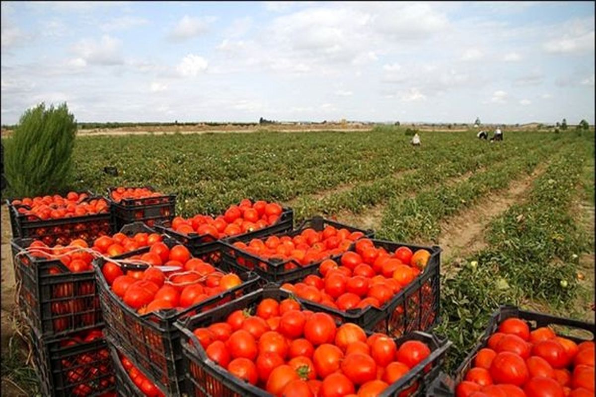 حمل و نقل گران و مافیای بازار عامل گرانی گوجه فرنگی