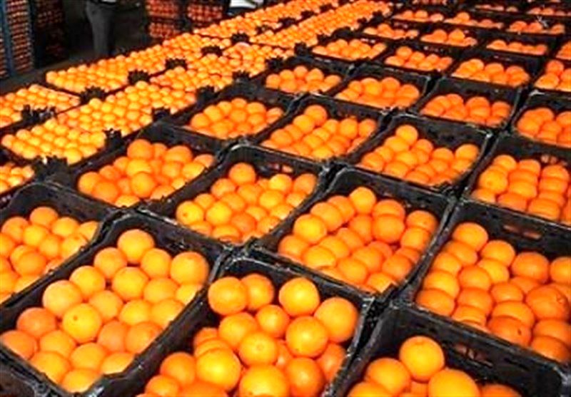 واردات دولتی ۲۵ هزار تن پرتقال از مصر برای شب عید
