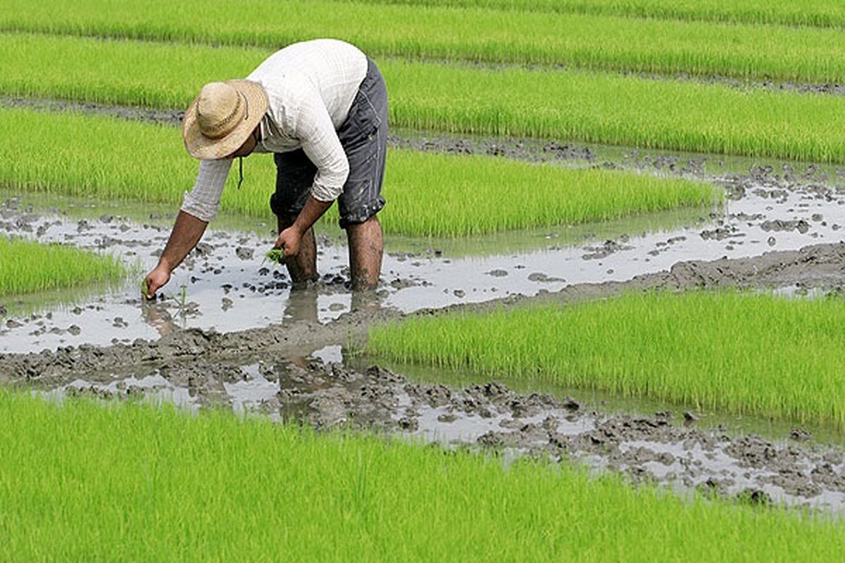 آغاز نخستین نشاء برنج کشور در آمل