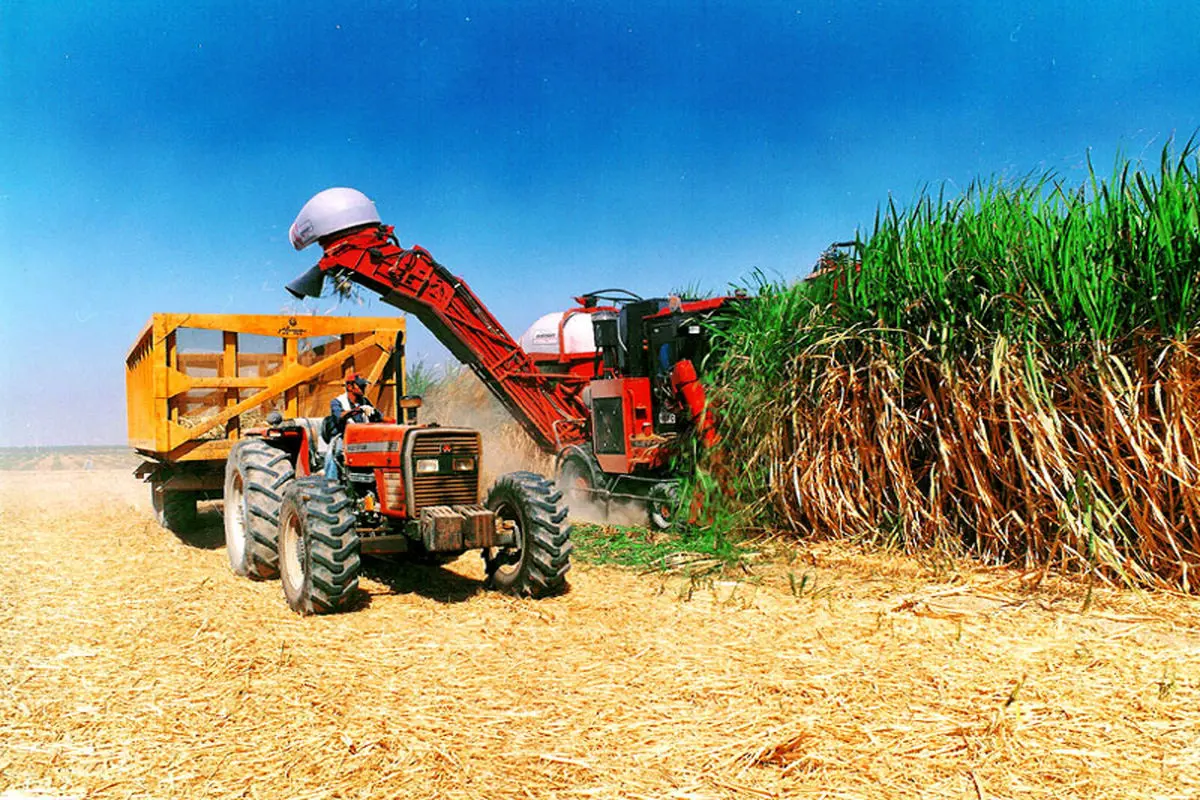 شرکت توسعه نیشکر