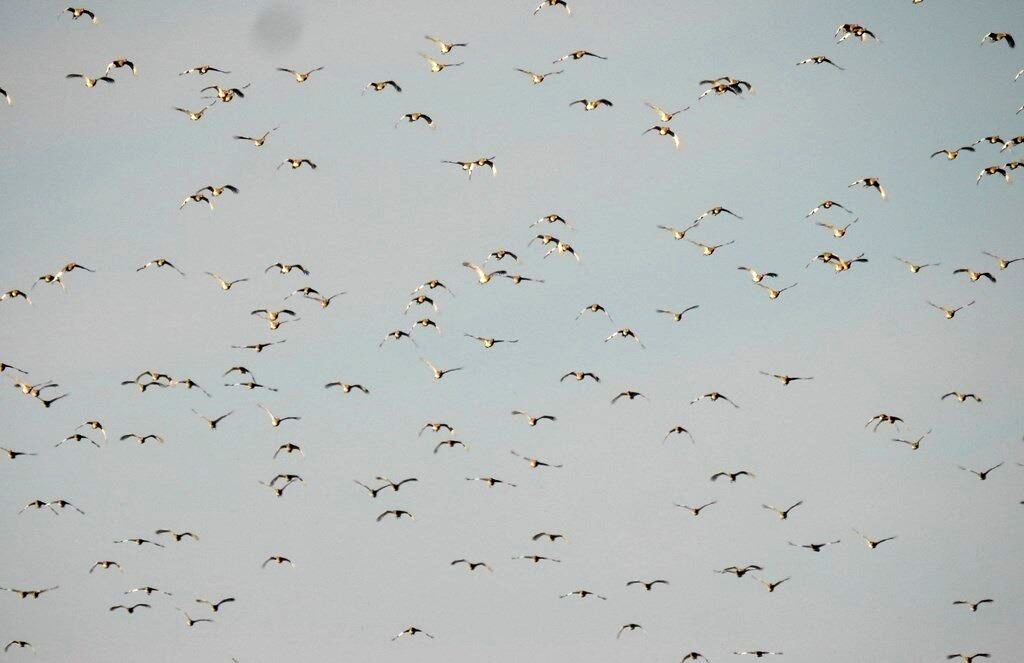 زیستگاه‌های شمال استان اردبیل میزبان هزاران قطعه پرنده مهاجر زنگوله بال شد