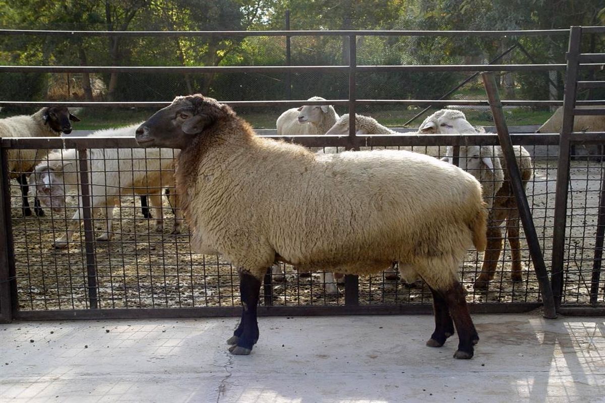اجرای طرح سنتز نژادی نو ترکیب گوسفند