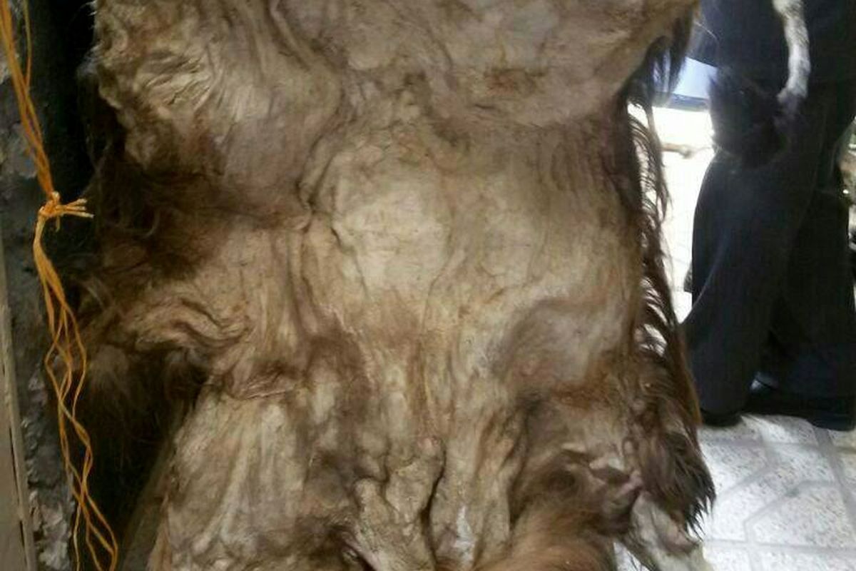 کشف پوست شیر سلاخی شده در یک منزل مسکونی در مشهد