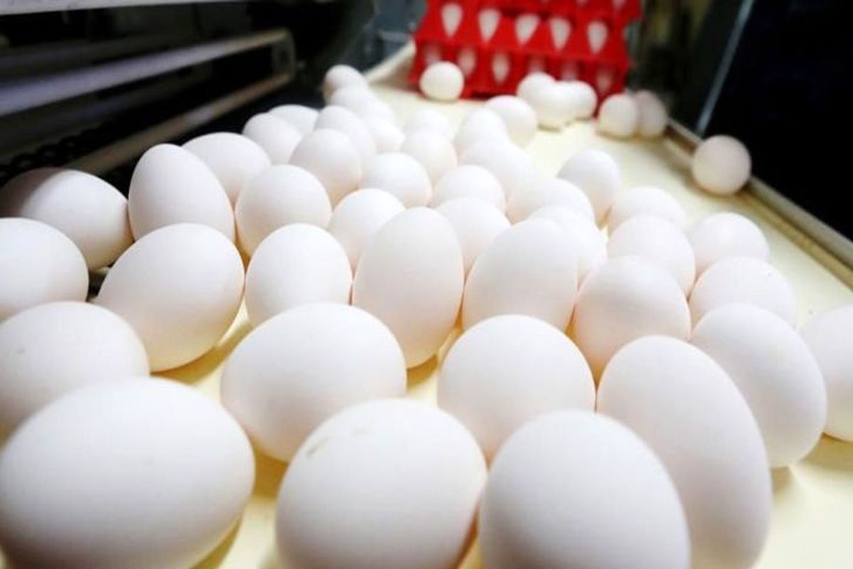چرا تخم مرغ ارزان شد؟