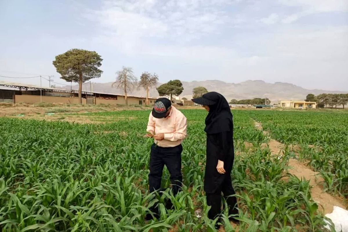 خسارت ۱۰۰ درصدی آفت برگخوار پاییزه به محصولات کشاورزی 