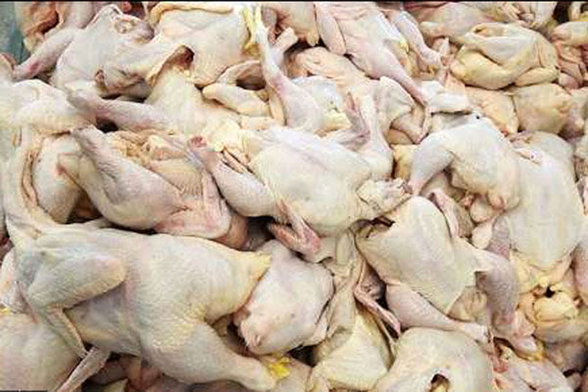 کشف و معدوم سازی ۷۰۰ کیلو مرغ قطعه بندی شده تاریخ مصرف گذشته در گلپایگان