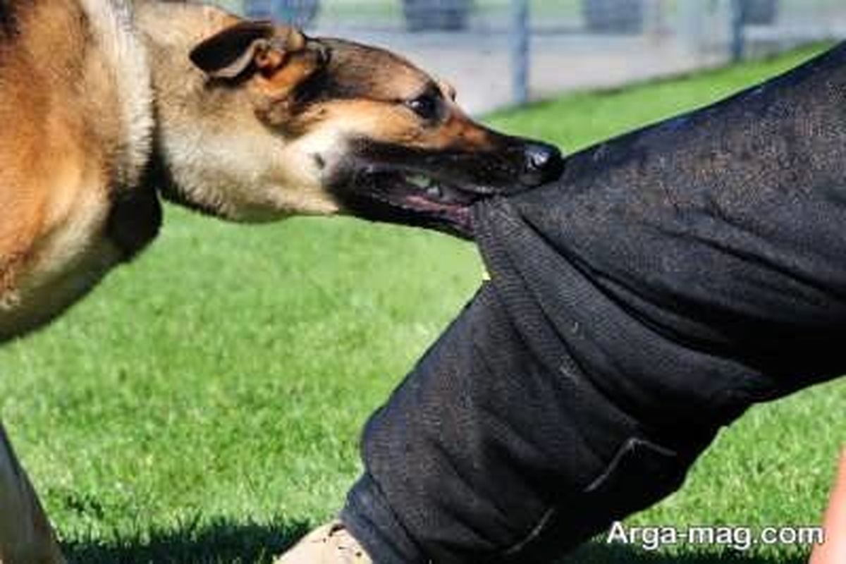 35 مصدوم ناشی از سگ گرفتگی به پزشکی قانونی مراجعه کردند