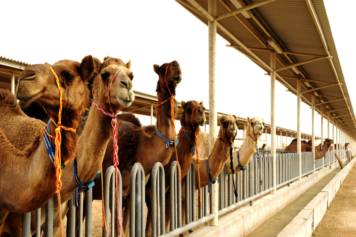 تجارت پرسود پرورش شتر در گناباد در شرایط خشکسالی