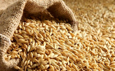 کشف 30 هزار کیلو گندم احتکار شده در بویین میاندشت