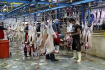 تدابیر لازم برای مبارزه با گران‌فروشی گوشت اجرایی می‌گردد