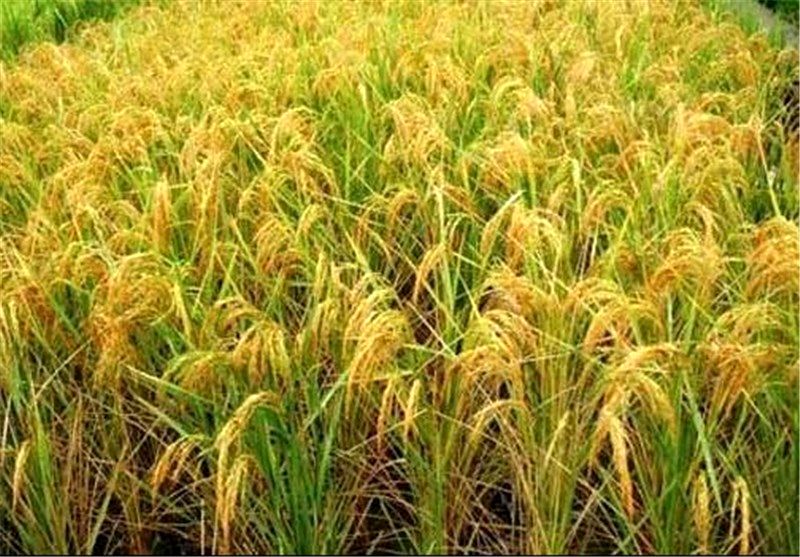 رونمایی دو رقم جدید برنج طاهر و قدس در گیلان