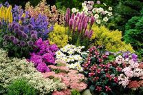 کاشت 5 میلیون بوته گل و گیاه بهاری برای نخستین‌بار در اصفهان