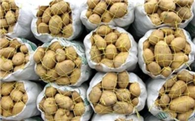 نیمی از صادرات سیب‌زمینی کشور به عراق انجام شد
