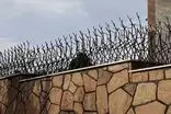 همه چیز درباره حفاظ شاخ گوزنی: مزایا، کاربردها و نکات مهم