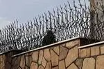 همه چیز درباره حفاظ شاخ گوزنی: مزایا، کاربردها و نکات مهم